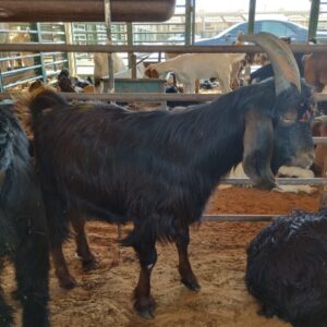 Black Goat