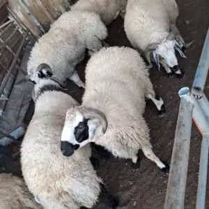 Soft Sheep