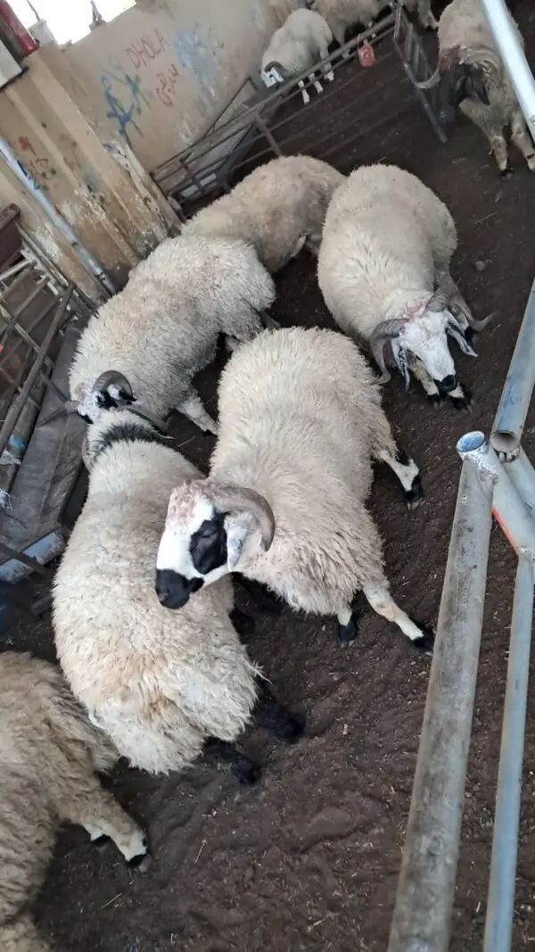 IMG-20260516-WA0016 Soft Sheep