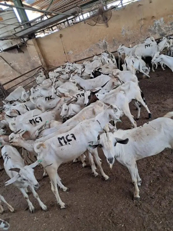UAE-CATTLE-MARKET-whitegoat-goat White Goat